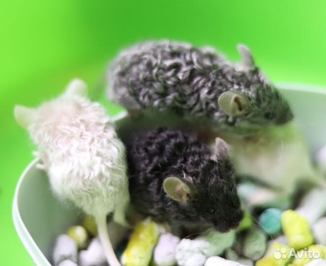 Кудрявые мышки Рексы