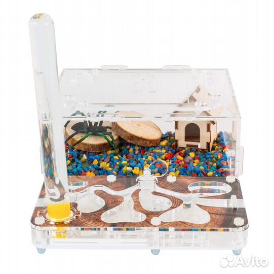 Муравьиная ферма с муравьями