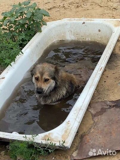 Собака в добрые руки