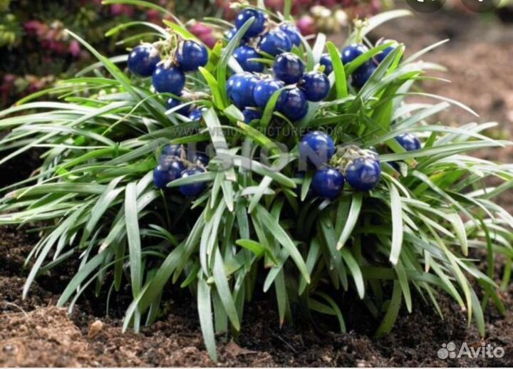 Офеопогон японский