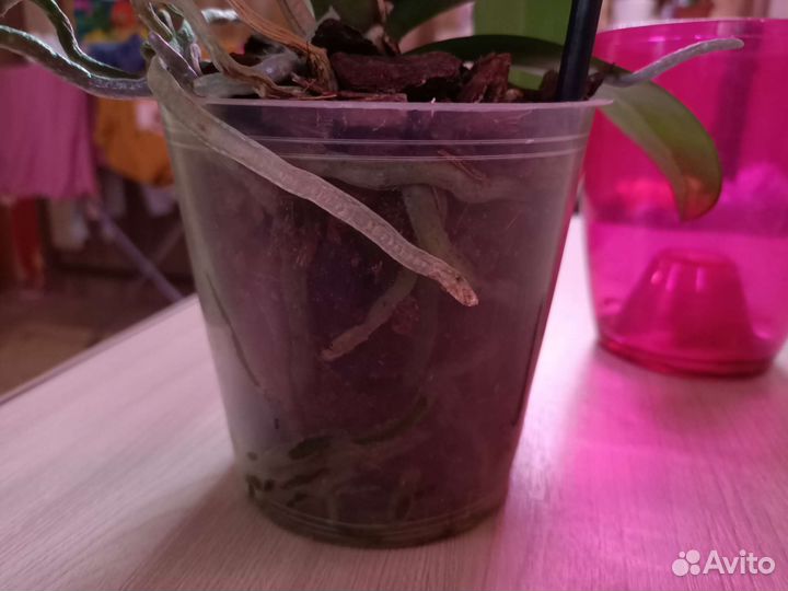 Орхидея фаленопсис