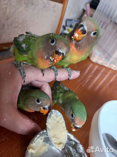Неразлучники попугаи малыши выкормыши