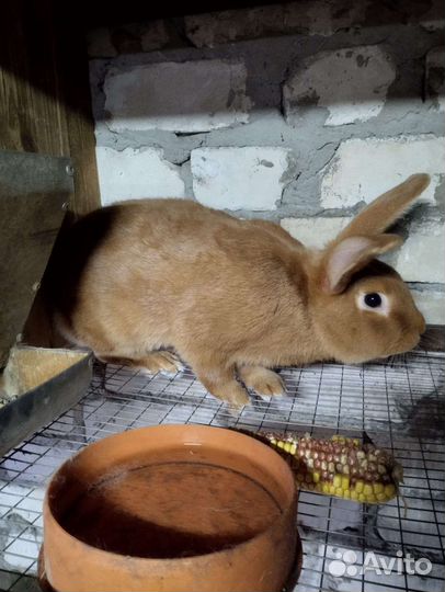 Кролики нзк