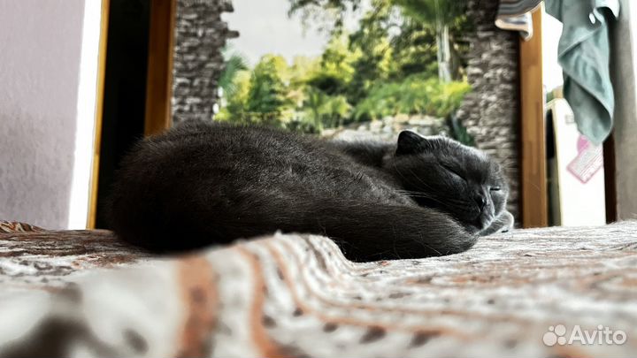 Вислоухая кошка бесплатно