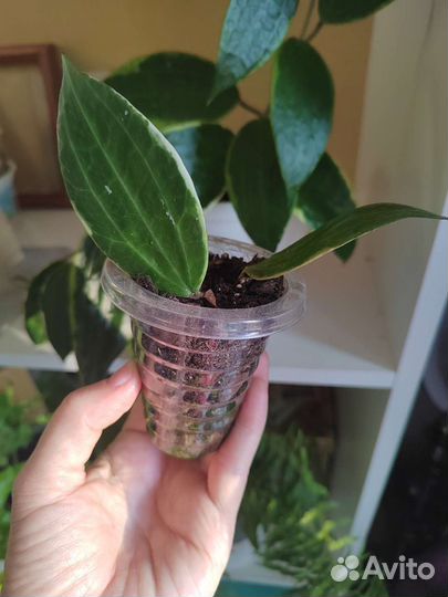 Хойя макрофилла альбомаргината