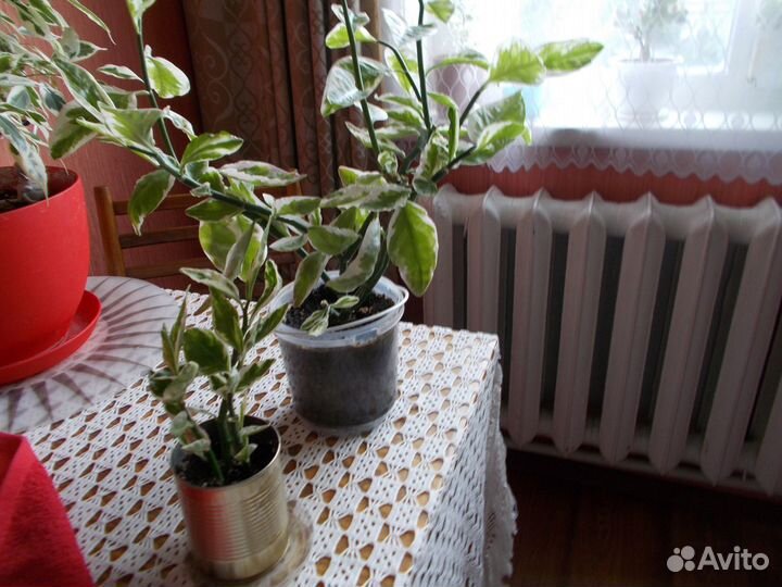 Продам комнатные цветы