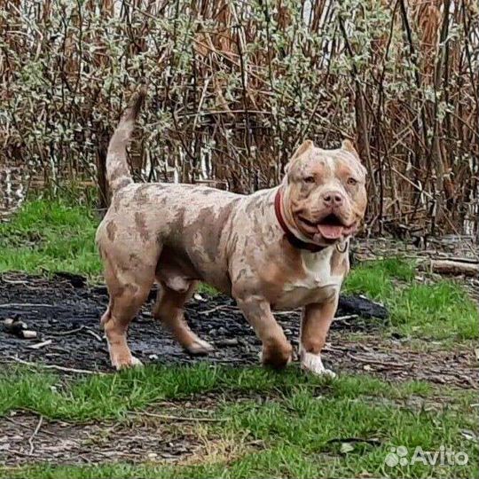 Американский булли мерль вязка Краснодар