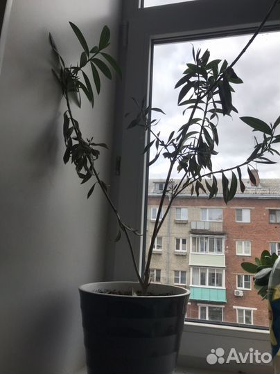 Цветы в горшках