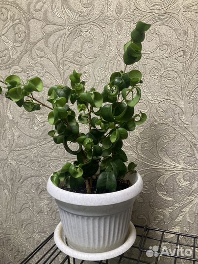 Фикус барок