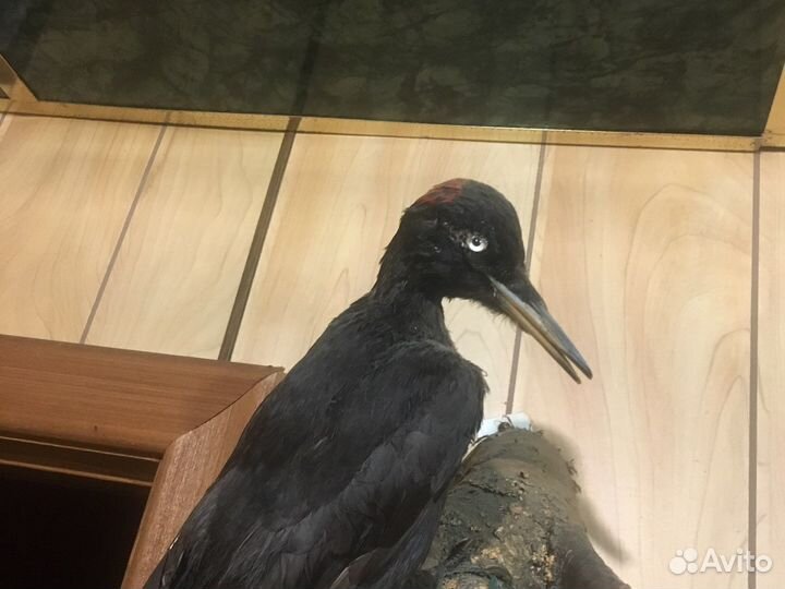 Чучело птиц