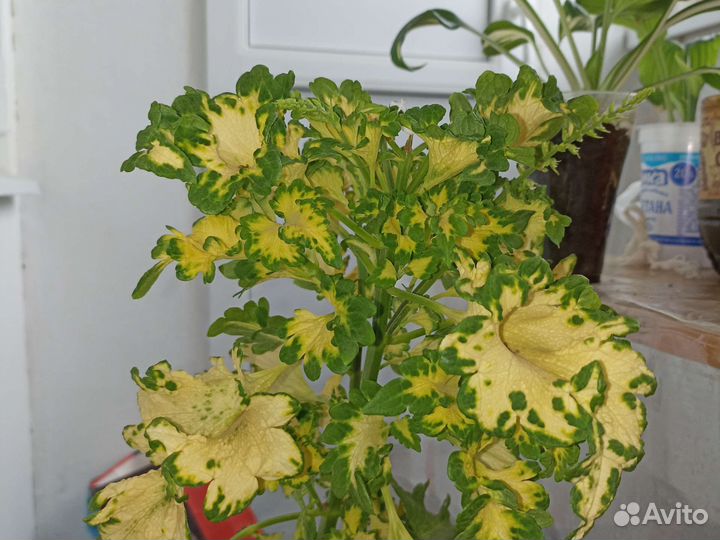 Колеус Wild lime