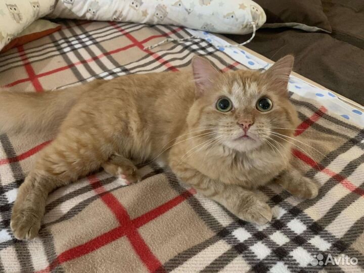 Кошка