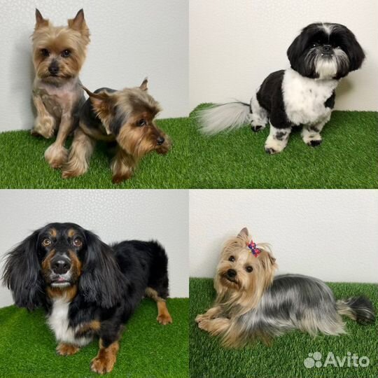 Груминг/Стрижка собак