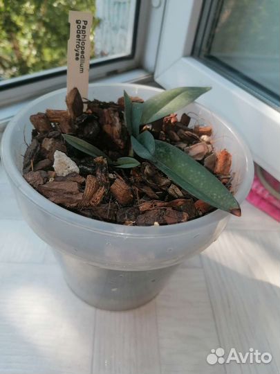 Орхидея башмачок