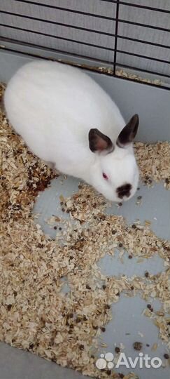 Отдам бесплатно декоративного кролика