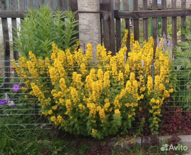 Многолетники для сада