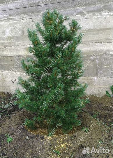 Саженцы кедра экстра класс