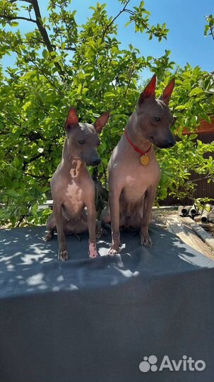 Американский голый терьер щенки