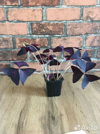 Кислица (Оксалис)