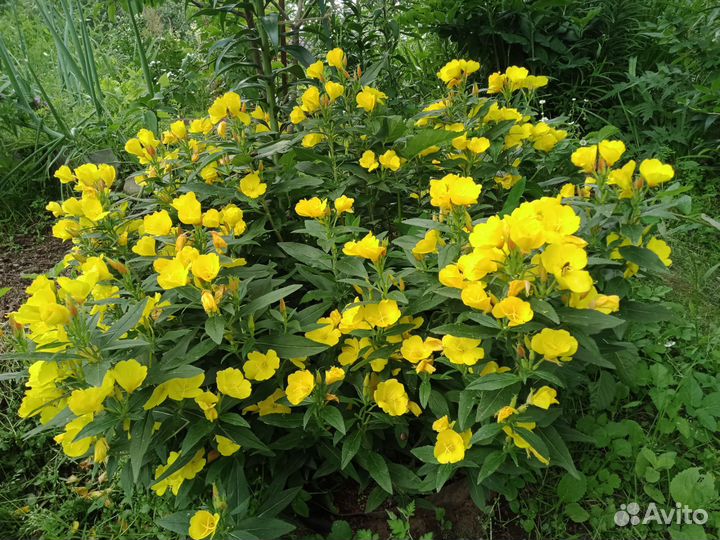 Многолетники неприхотливые