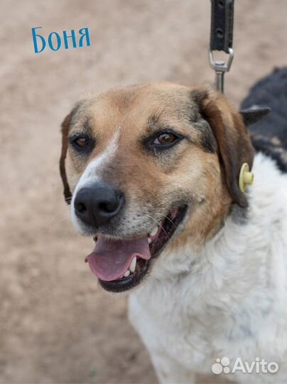 Трехцветные собаки принесут вам счастье