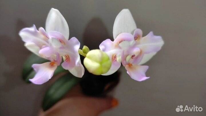 Орхидея Фаленопсис Бабочка