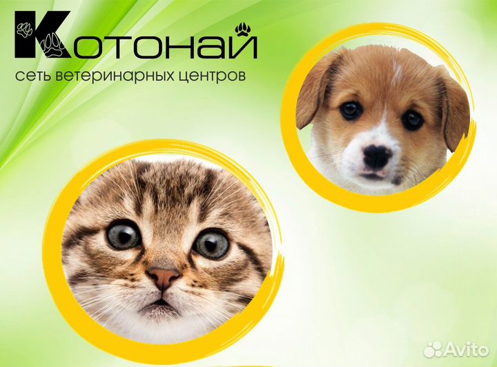 Ассистент ветеринарного врача