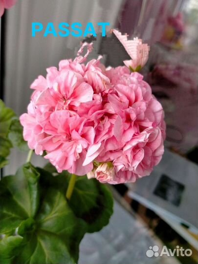 Пеларгония герань сортовая