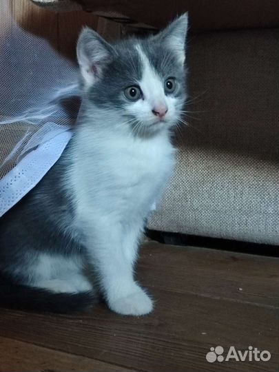 Котенок