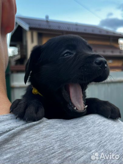 Щенки лабрадора