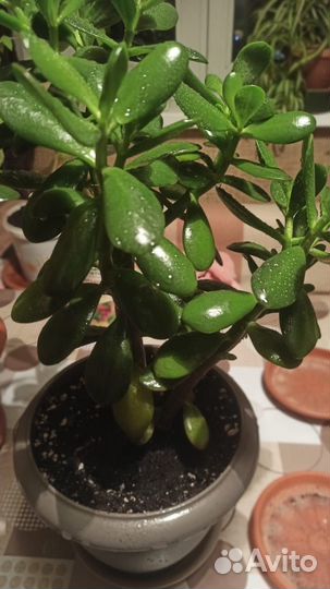 Денежное дерево, крассула, толстянка