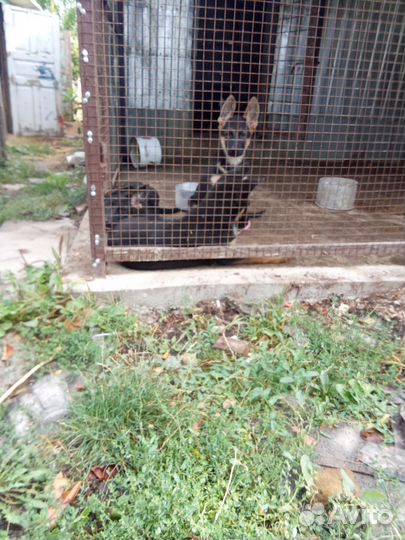 Щенки немецкой овчарки