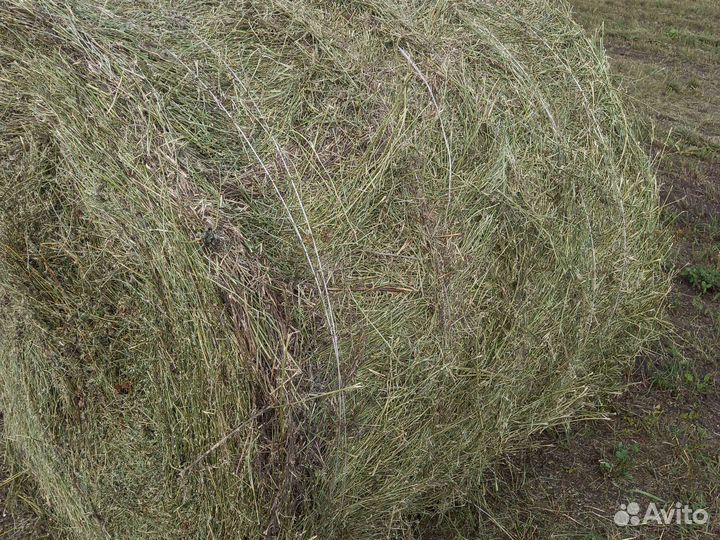 Сено люцерно