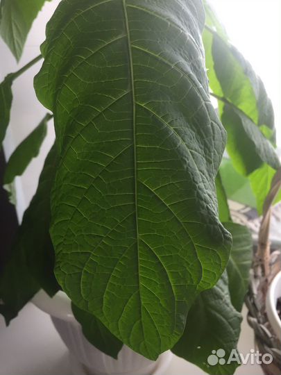 Авокадо,растение