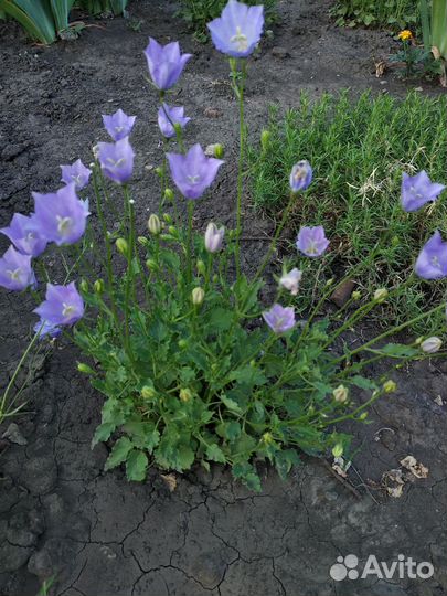 Садовые растения