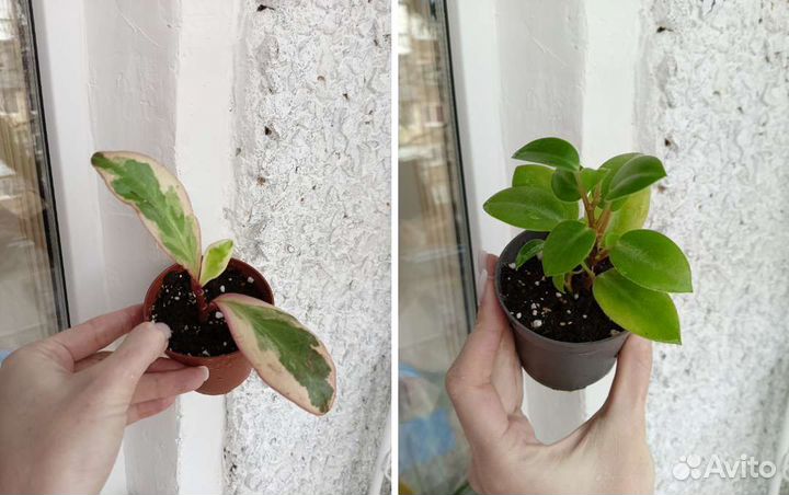 Комнатные цветы