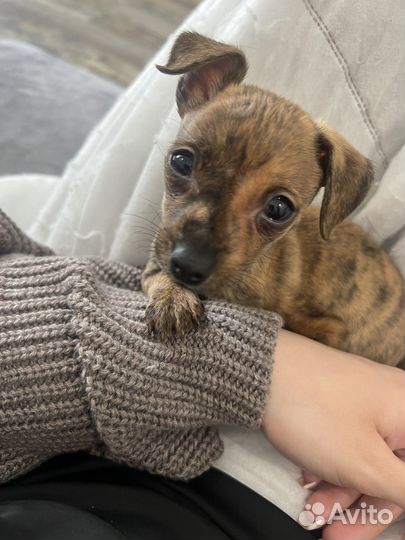 Щенок метис