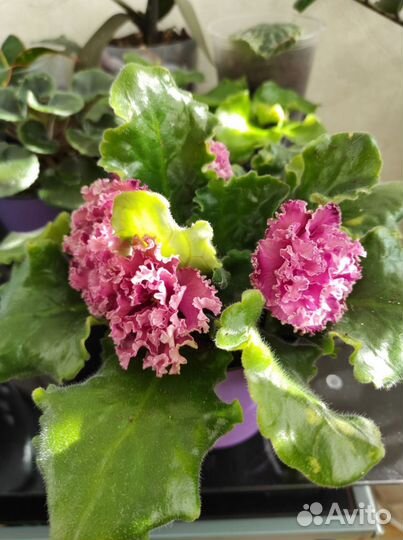 Детки сортовых фиалок