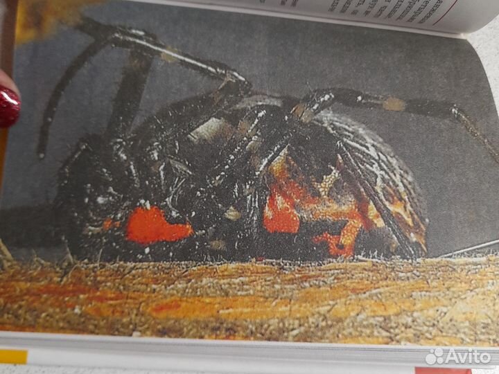 Книга энциклопедия Пауки