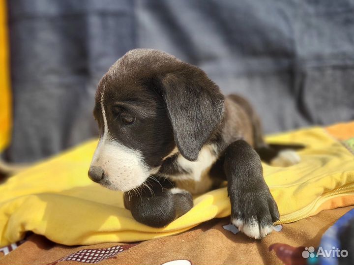 Красивые щенки 1 месяц в дар