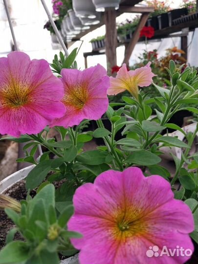 Вегетативные петунии, калиброшки и другие цветы