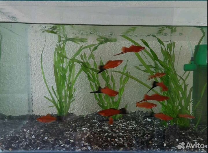 Аквариумные рыбки