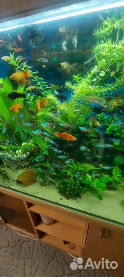 Украшения для аквариума