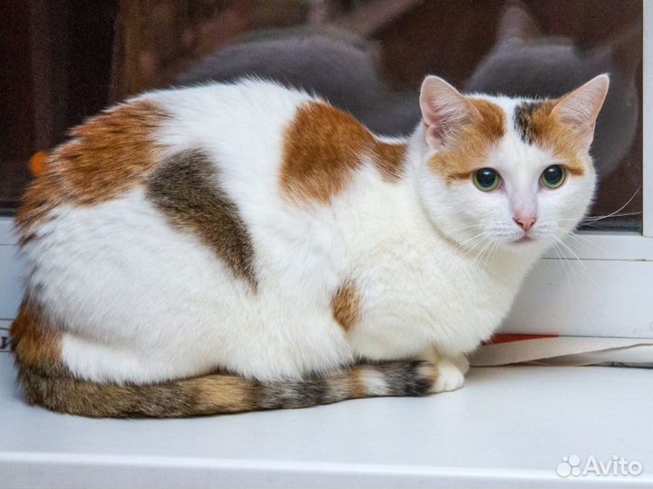 Кошка Лизавета ищет дом