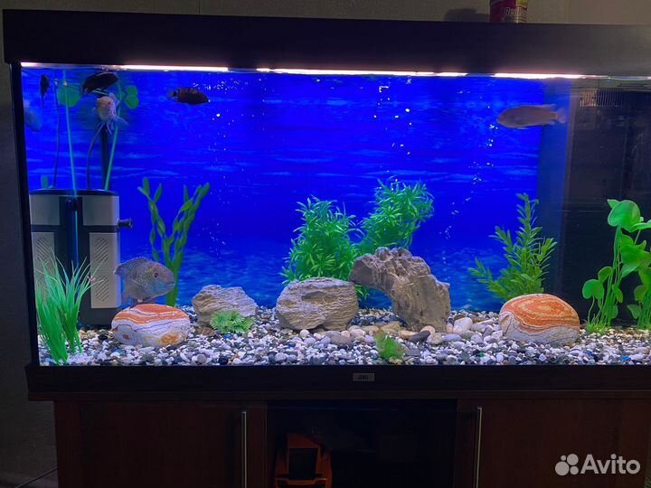 Аквариумные рыбки цихлиды