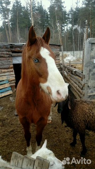 Перегной конский
