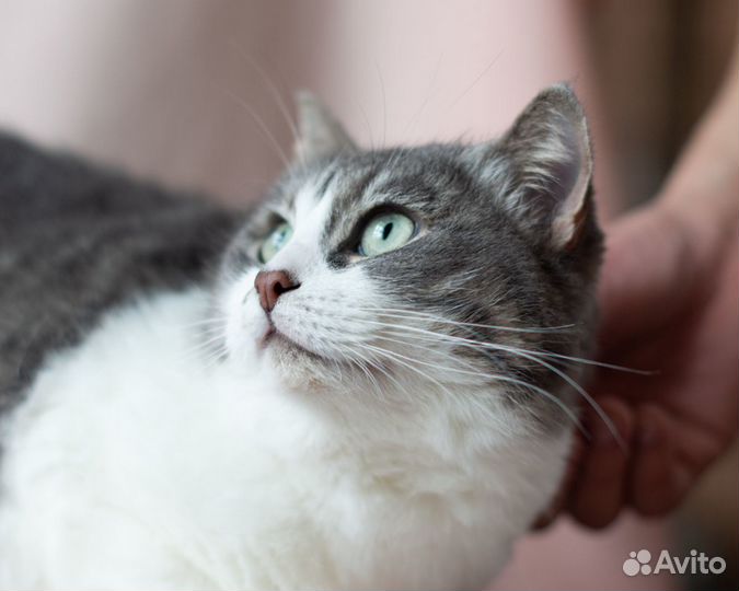 Кошка Феня, 6 лет