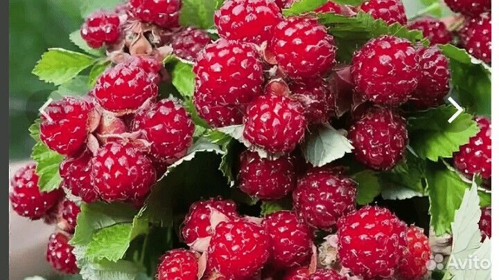 Саженцы ежемалины Ред Даймонд