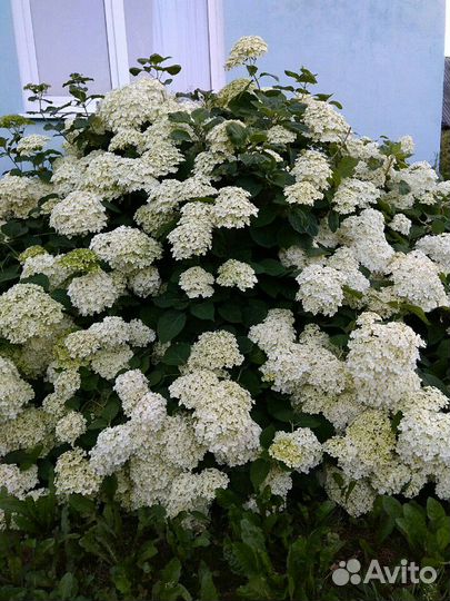 Гортензия Анабель