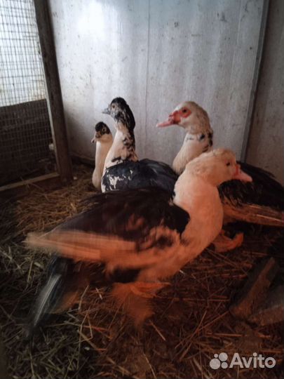Мускусные утки,нутрии,индюшата,гусята,утята